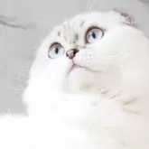 スコティッシュフォールド(折れ耳)