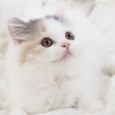 スコティッシュストレート