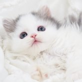 スコティッシュストレート