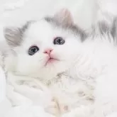 スコティッシュストレート