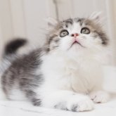 スコティッシュストレート