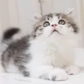 スコティッシュストレート