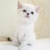 スコティッシュストレート【千葉県・女の子・2025年12月18日・シールタビーポイント&ホワイト】の写真1