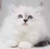 スコティッシュストレート