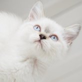スコティッシュストレート