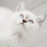 スコティッシュストレート
