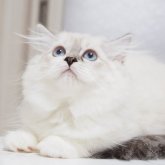 スコティッシュストレート