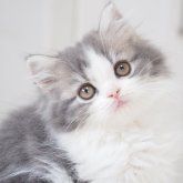スコティッシュストレート