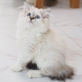 スコティッシュストレート