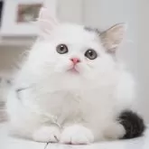 スコティッシュストレート