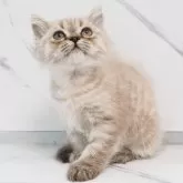 スコティッシュストレート【千葉県・女の子・2025年3月25日・シールセピアマッカレルタビー】の写真1