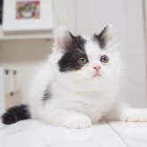スコティッシュストレート
