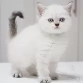 スコティッシュストレート