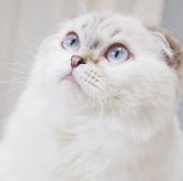 スコティッシュフォールド(折れ耳)