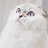 スコティッシュフォールド(折れ耳)