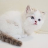 スコティッシュストレート