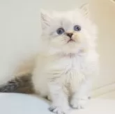 スコティッシュストレート