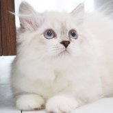 スコティッシュストレート