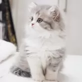 スコティッシュストレート