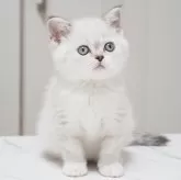 スコティッシュストレート【千葉県・女の子・2025年12月18日・シールタビーポイント&ホワイト】の写真1