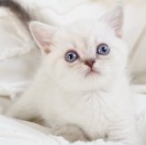 スコティッシュストレート