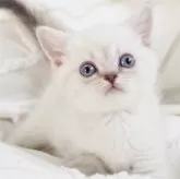 スコティッシュストレート