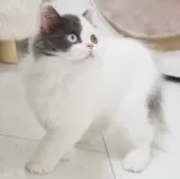 スコティッシュストレート