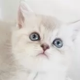 スコティッシュストレート