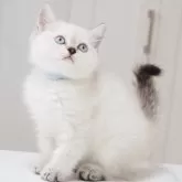 スコティッシュストレート