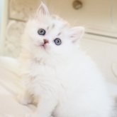 スコティッシュストレート