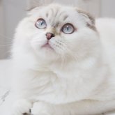 スコティッシュフォールド(折れ耳)