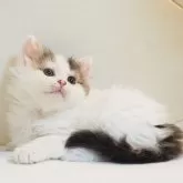 スコティッシュストレート