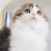 スコティッシュフォールド(折れ耳)