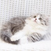 スコティッシュストレート