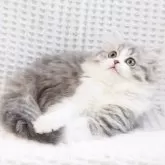 スコティッシュストレート