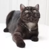 スコティッシュストレート【千葉県・女の子・2025年5月21日・ブラックスモーク&ホワイト】の写真2