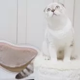 スコティッシュフォールド(折れ耳)【千葉県・男の子・2025年4月21日・シールタビーポイント&ホワイト】の写真2