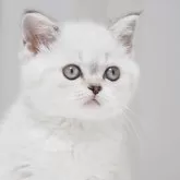 スコティッシュストレート【千葉県・女の子・2025年12月18日・シールタビーポイント&ホワイト】の写真3