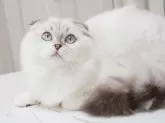 スコティッシュフォールド(折れ耳)【千葉県・男の子・2025年4月21日・シールタビーポイント&ホワイト】の写真3