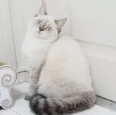 スコティッシュストレート【千葉県・男の子・2025年4月10日・シールタビーポイント】の写真3