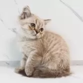 スコティッシュストレート【千葉県・女の子・2025年3月25日・シールセピアマッカレルタビー】の写真3