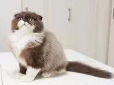 スコティッシュフォールド(折れ耳)【千葉県・男の子・2025年3月25日・シールセピア&ホワイト】の写真4