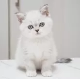 スコティッシュストレート【千葉県・女の子・2025年12月18日・シールタビーポイント&ホワイト】の写真4