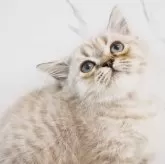 スコティッシュストレート【千葉県・女の子・2025年3月25日・シールセピアマッカレルタビー】の写真4