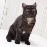 スコティッシュストレート【千葉県・女の子・2025年5月21日・ブラックスモーク&ホワイト】の写真4