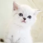 スコティッシュストレート【千葉県・女の子・2025年12月18日・シールタビーポイント&ホワイト】の写真5