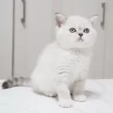 スコティッシュストレート【千葉県・女の子・2025年12月18日・シールタビーポイント&ホワイト】の写真5