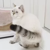 スコティッシュストレート【千葉県・男の子・2025年4月10日・シールタビーポイント】の写真5