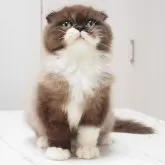 スコティッシュフォールド(折れ耳)【千葉県・男の子・2025年3月25日・シールセピア&ホワイト】の写真5「左右非対称のソックスを履いています(^^)」