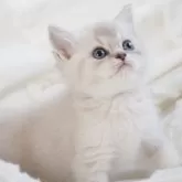 スコティッシュストレート【千葉県・女の子・2026年1月23日・ブルーミンクティックドタビー】の写真6